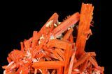 Bright Orange Crocoite Crystal Cluster - Tasmania #129101-4